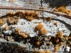 Trentepohlia aurea