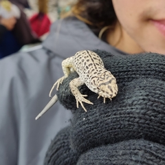 Liolaemus leopardinus