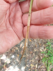 Carex longebrachiata