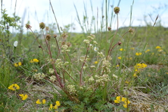 Trinia glauca