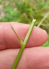 Carex longebrachiata