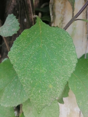 Heliotropium indicum