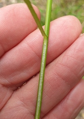 Carex longebrachiata
