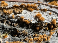 Trentepohlia aurea