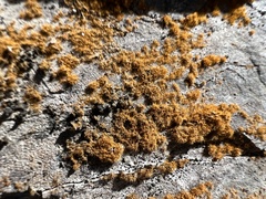 Trentepohlia aurea