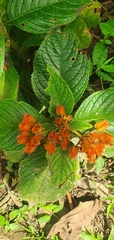 Chrysothemis