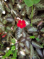 Episcia