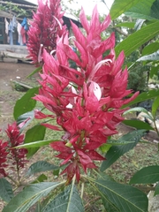 Megaskepasma