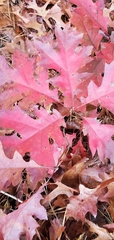 Quercus shumardii