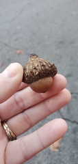Quercus shumardii