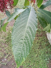 Megaskepasma