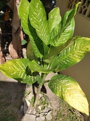Dieffenbachia seguine