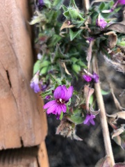 Epilobium densiflorum