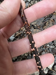 Nectria cinnabarina