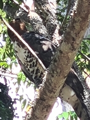 Spizaetus ornatus