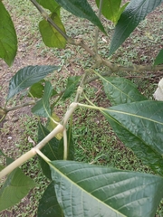 Megaskepasma