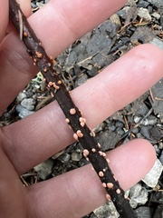 Nectria cinnabarina
