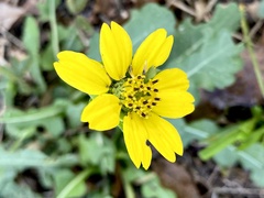 Berlandiera subacaulis