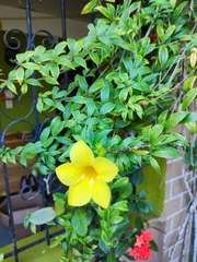 Allamanda cathartica