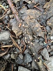 Nectria cinnabarina
