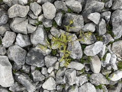 Melampyrum sylvaticum