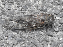 Neotibicen canicularis