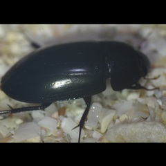 Hydrobiomorpha casta