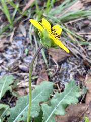 Berlandiera subacaulis