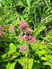 Miconia subcrustulata