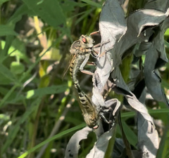 Promachus vertebratus