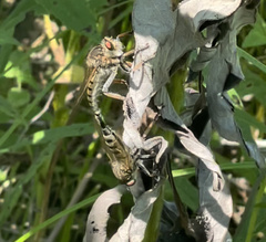 Promachus vertebratus