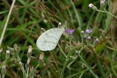 Leptosia nina niobe