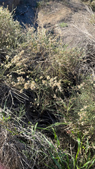 Lepidospartum squamatum