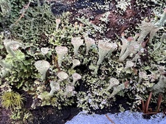 Cladonia chlorophaea