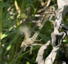 Promachus vertebratus