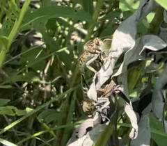 Promachus vertebratus