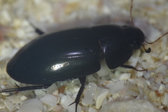 Hydrobiomorpha casta