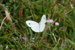 Leptosia nina niobe