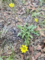 Berlandiera subacaulis