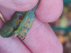 Coleosporium senecionis