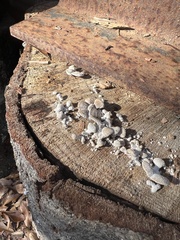 Schizophyllum commune