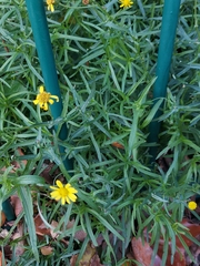 Coleosporium senecionis