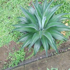 Agave