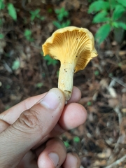 Cantharellus