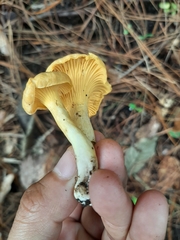 Cantharellus