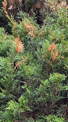 Juniperus chinensis