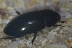 Hydrobiomorpha casta