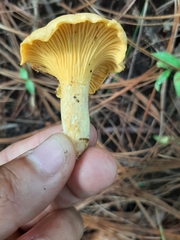 Cantharellus
