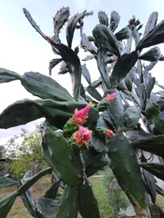 Opuntia cochenillifera