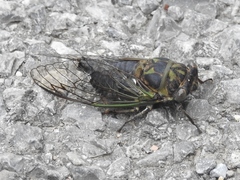 Neotibicen canicularis